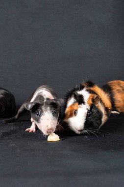 Siyah arka planda izole edilmiş kobay fareleri