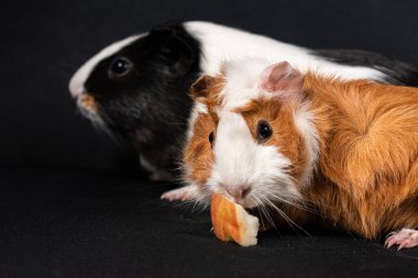 Siyah arka planda izole edilmiş kobay fareleri