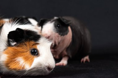 Siyah arka planda izole edilmiş kobay fareleri