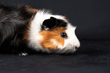 Siyah arka planda izole edilmiş kobay faresi