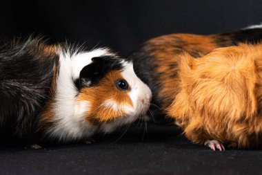 Siyah arka planda izole edilmiş kobay fareleri