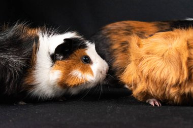 Siyah arka planda izole edilmiş kobay fareleri