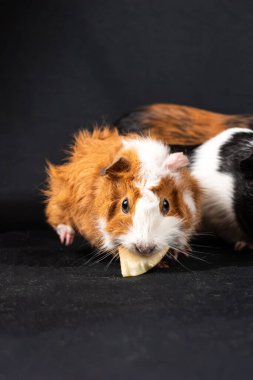 Siyah arka planda izole edilmiş kobay fareleri