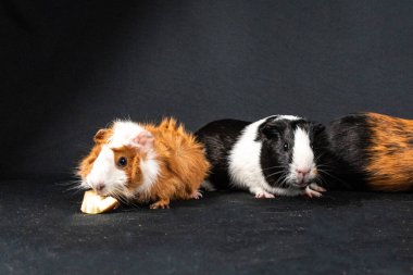 Siyah arka planda izole edilmiş kobay fareleri