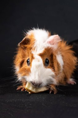 Siyah arka planda izole edilmiş kobay faresi