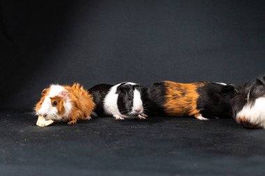 Siyah arka planda izole edilmiş kobay fareleri