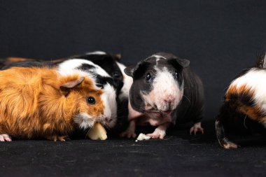 Siyah arka planda izole edilmiş kobay fareleri