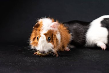 Siyah arka planda izole edilmiş kobay fareleri