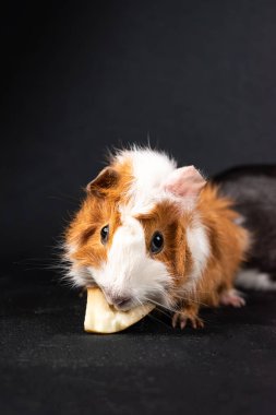 Siyah arka planda izole edilmiş kobay faresi