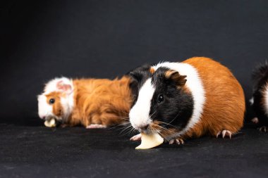 Siyah arka planda izole edilmiş kobay fareleri