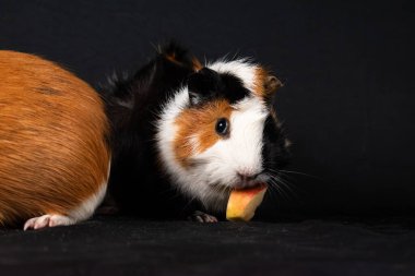 Siyah arka planda izole edilmiş kobay fareleri