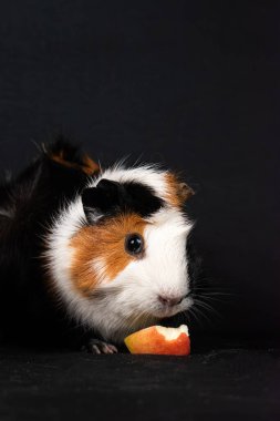 Siyah arka planda izole edilmiş kobay faresi