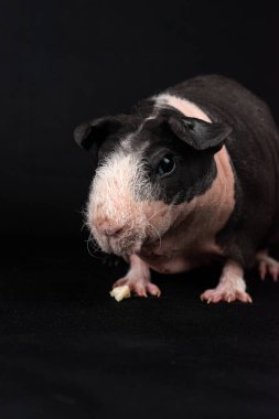 Siyah arka planda izole edilmiş sıska domuz.