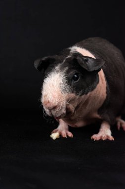 Siyah arka planda izole edilmiş sıska domuz.