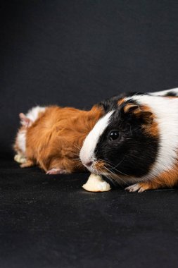 Siyah arka planda izole edilmiş kobay fareleri