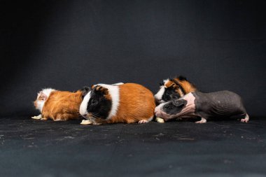 Siyah arka planda izole edilmiş kobay fareleri