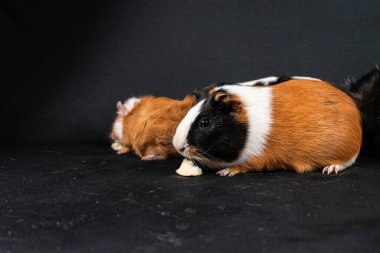 Siyah arka planda izole edilmiş kobay fareleri