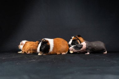 Siyah arka planda izole edilmiş kobay fareleri