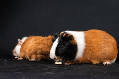 Siyah arka planda izole edilmiş kobay fareleri