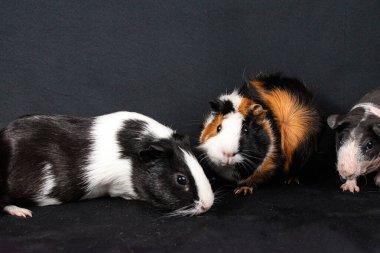 Siyah arka planda izole edilmiş kobay fareleri