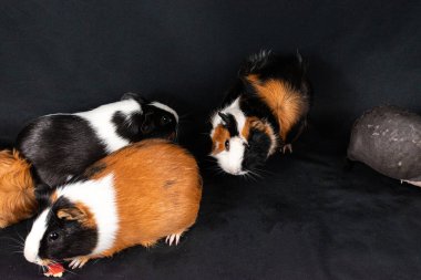 Siyah arka planda izole edilmiş kobay fareleri