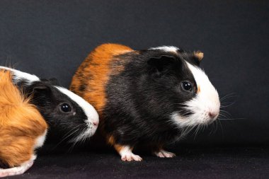 Siyah arka planda izole edilmiş kobay fareleri