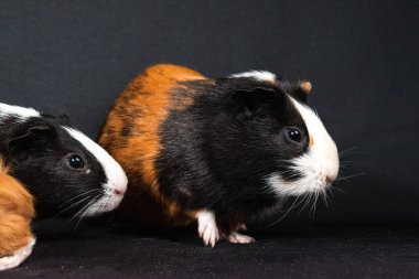 Siyah arka planda izole edilmiş kobay fareleri