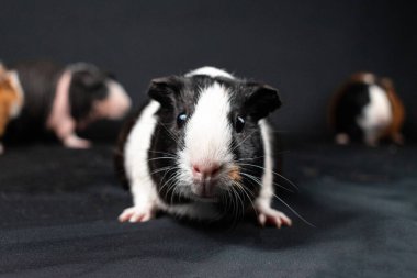Siyah arka planda izole edilmiş kobay fareleri