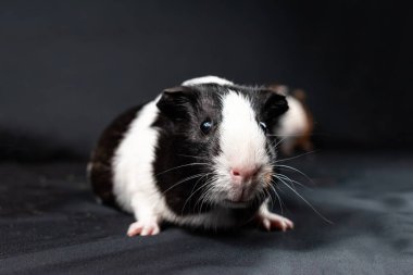 Siyah arka planda izole edilmiş kobay fareleri