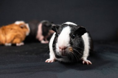 Siyah arka planda izole edilmiş kobay fareleri