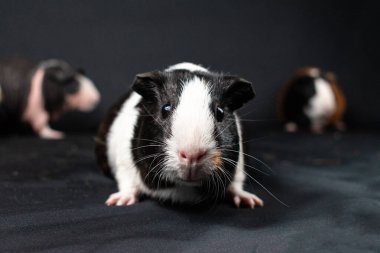 Siyah arka planda izole edilmiş kobay fareleri