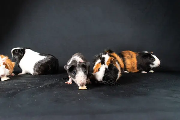Guinea pigs isolated on black background