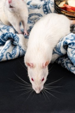 Şirin aptal fareler keşfediyor