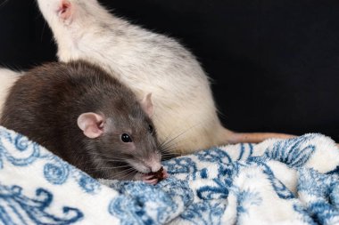 Şirin aptal fareler keşfediyor