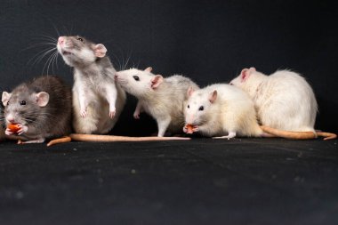 Sevimli sıvazçı fareler keşfediyor