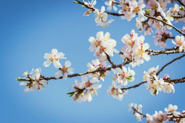 Çiçek açan badem ağacı, mavi gökyüzüne karşı fren yapar. Kopya alanı ile bahar arkaplanı