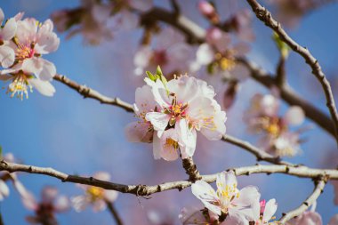 Çiçek açan badem ağacı, mavi gökyüzüne karşı fren yapar. Kopya alanı ile bahar arkaplanı