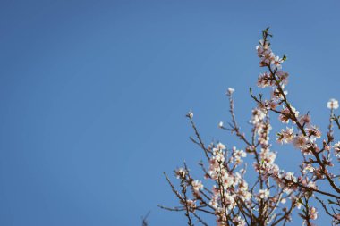 Çiçek açan badem ağacı, mavi gökyüzüne karşı fren yapar. Kopya alanı ile bahar arkaplanı