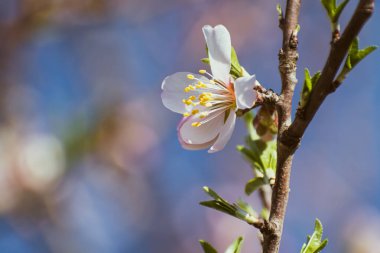 Çiçek açan badem ağacı, mavi gökyüzüne karşı fren yapar. Kopya alanı ile bahar arkaplanı