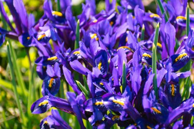 İlkbaharda açan canlı mor süsen çiçekleri, botanik arka plan
