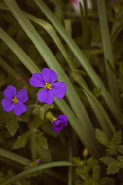 Canlı mor bahçe aubrieta çiçekleri, fotokopi alanı ile doğa arka planı