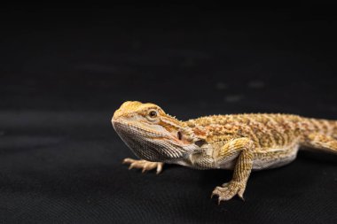 Güzel sakallı ejderha (pogona) siyah arka planda izole edilmiş.