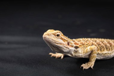 Güzel sakallı ejderha (pogona) siyah arka planda izole edilmiş.