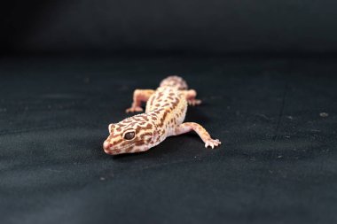 Evcil leopar kertenkelesi siyah arkaplanda izole edildi