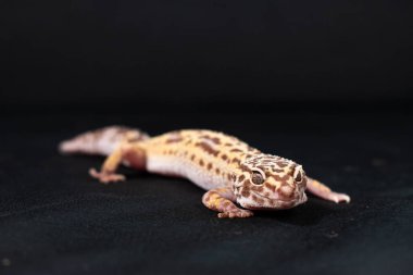 Evcil leopar kertenkelesi siyah arkaplanda izole edildi