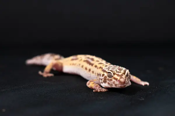 stock image Pet leopard gecko isolated on black background