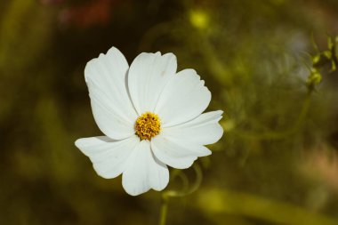 Sonbaharda açan narin beyaz bahçe kozmosu (kozmos bipinnatus).