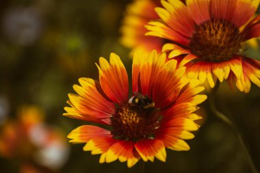 Canlı bir Hint battaniyesini dölleyen arı (gaillardia pulchella) sonbaharın başlarında açan çiçek.