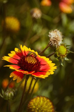 Canlı bir Hint battaniyesini dölleyen arı (gaillardia pulchella) sonbaharın başlarında açan çiçek.