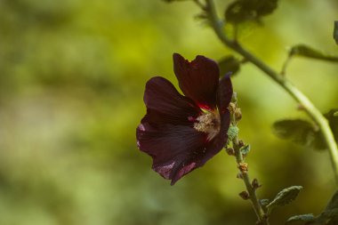 Koyu mor renkli yaz çiçeği gülhatmi tam çiçeklenme, çiçek arkaplanı fotokopi alanı